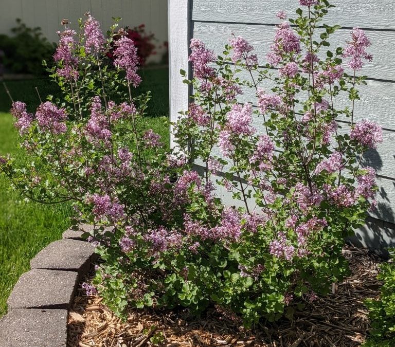 How to Make Lilac Simple Syrup Using Fresh Flowers